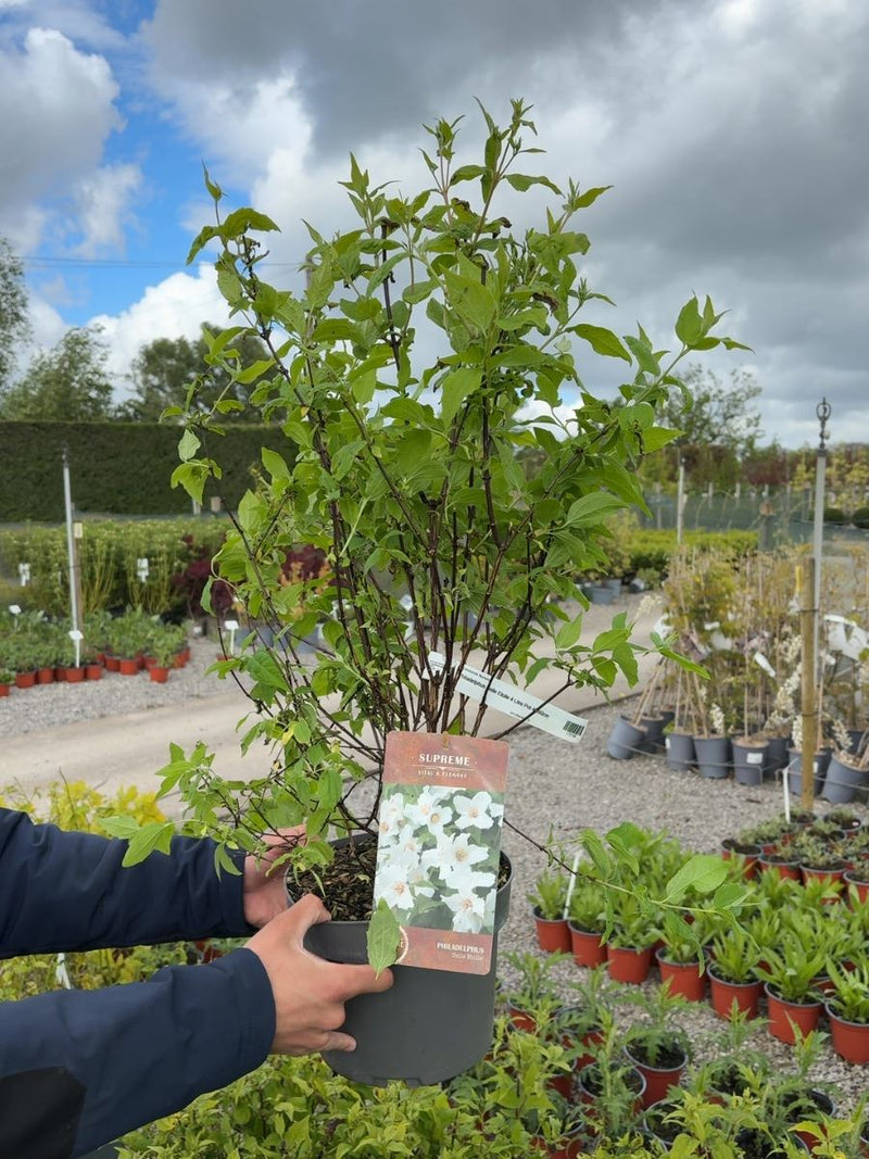 Philadelphus Belle Etoile 4 Litre Pot 40-60cm