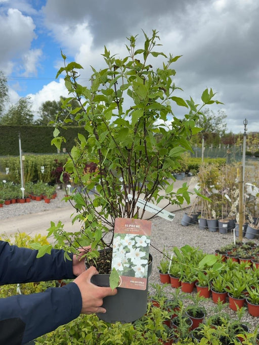 Philadelphus Belle Etoile 4 Litre Pot 40-60cm