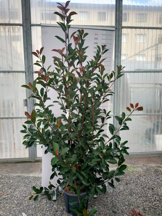 Photinia Red Robin 18 Litre Pot Seconds