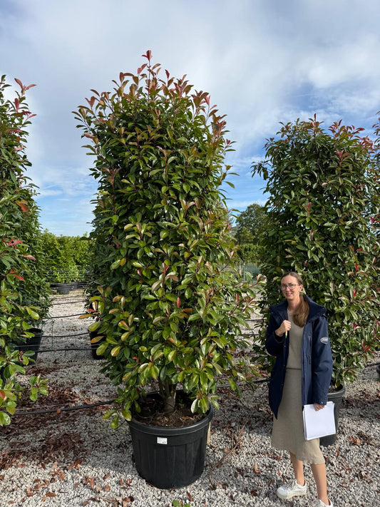 Photinia Red Robin 250cm Specimen Sized