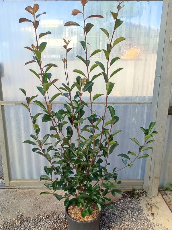 Photinia Red Robin Bush 9 Litre Pot 100-125cm