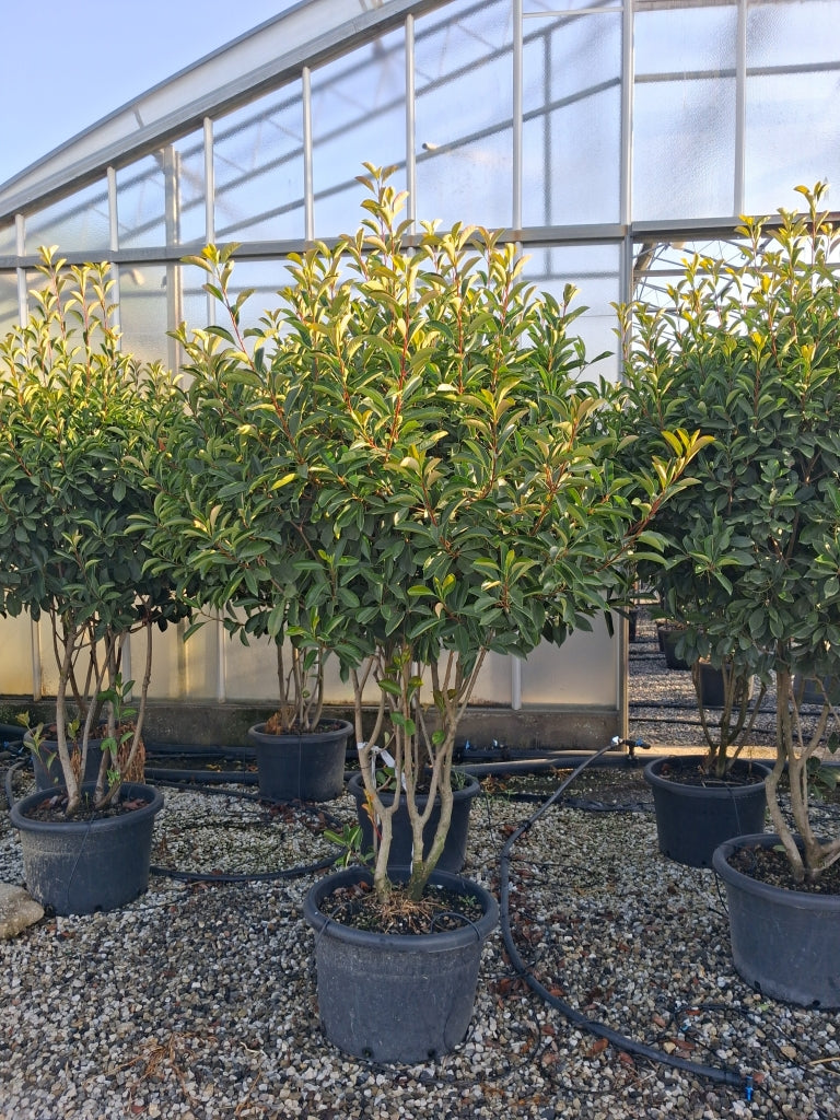 Photinia Red Robin Parachute Bush 140/150cm