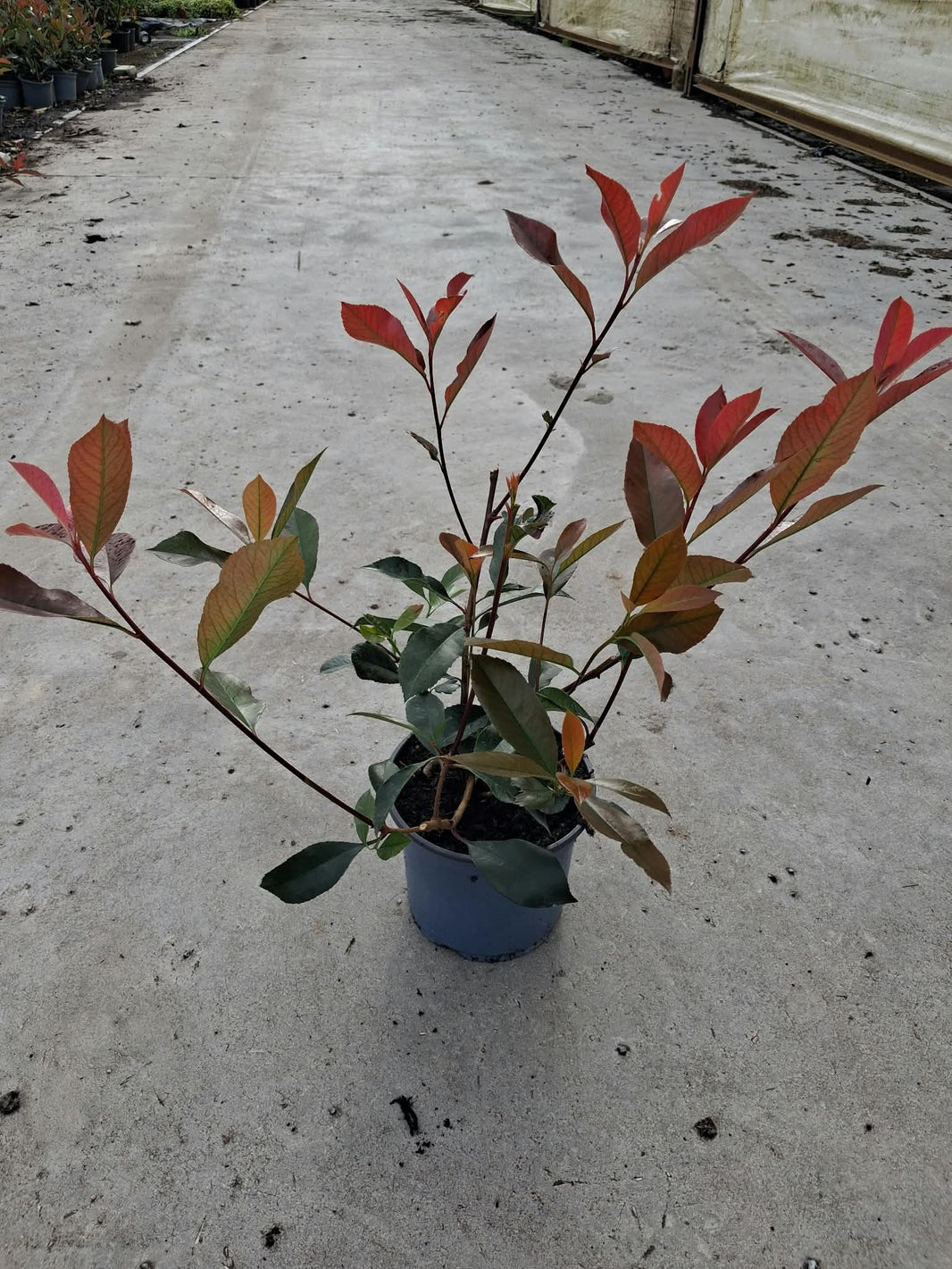 Photinia Shrubs for Sale | Buy Photinia Plants | Grasslands ...