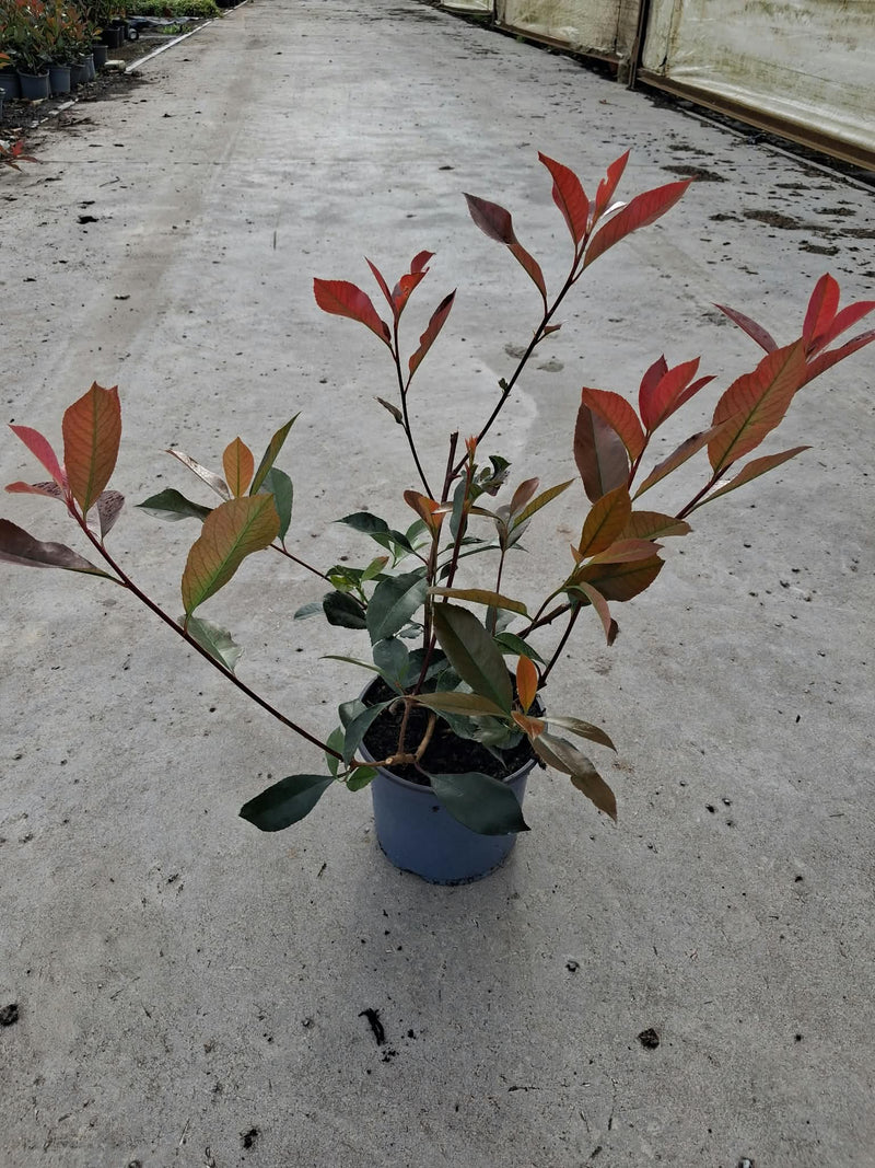 Photinia fraseri Red Robin 3 Litre Pot