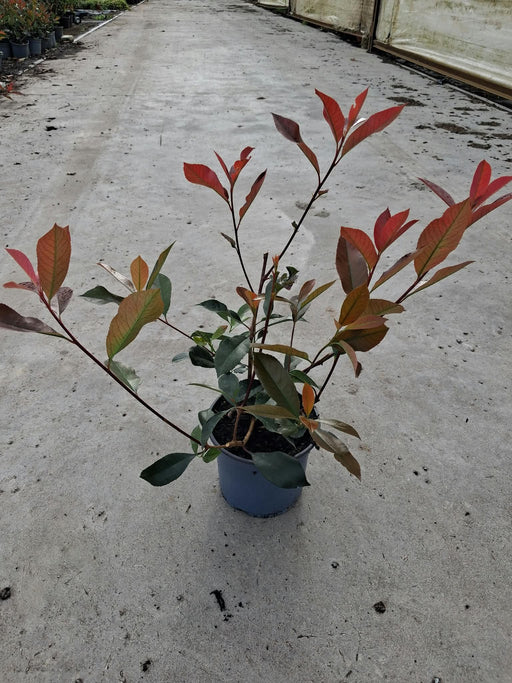 Photinia fraseri Red Robin 3 Litre Pot