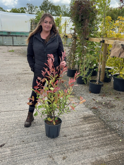 Photinia Red Robin Bush 9 Litre Pot 60/90cm