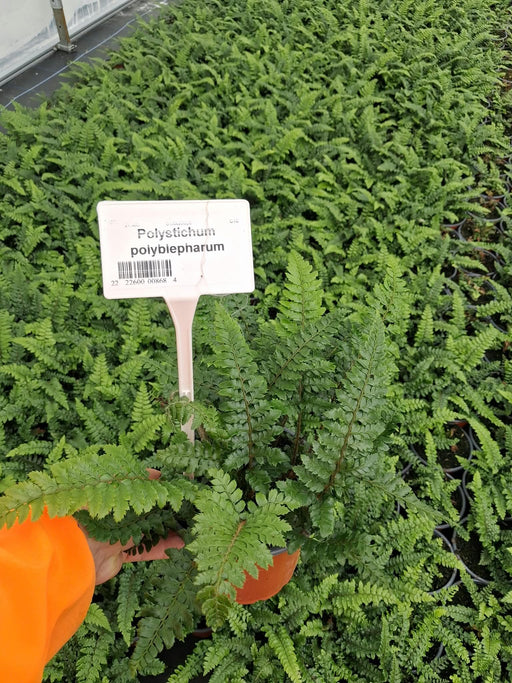 Polystichum Polyblepharum 2 Litre Pot