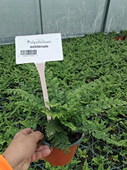 Polystichum Setiferum Proliferum 2 Litre Pot