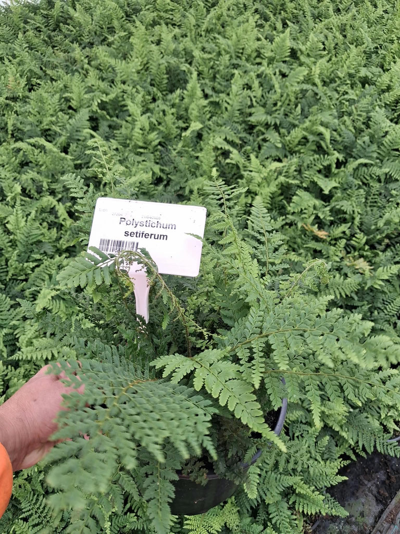 Polystichum Setiferum Proliferum 5 Litre Pot