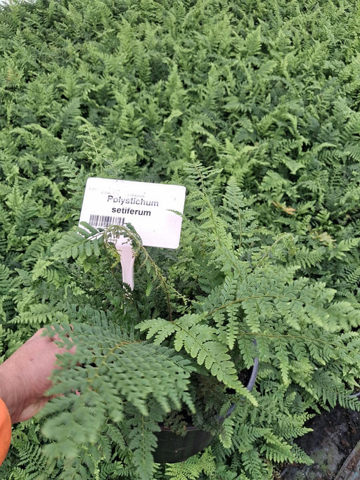 Polystichum Setiferum Proliferum 5 Litre Pot