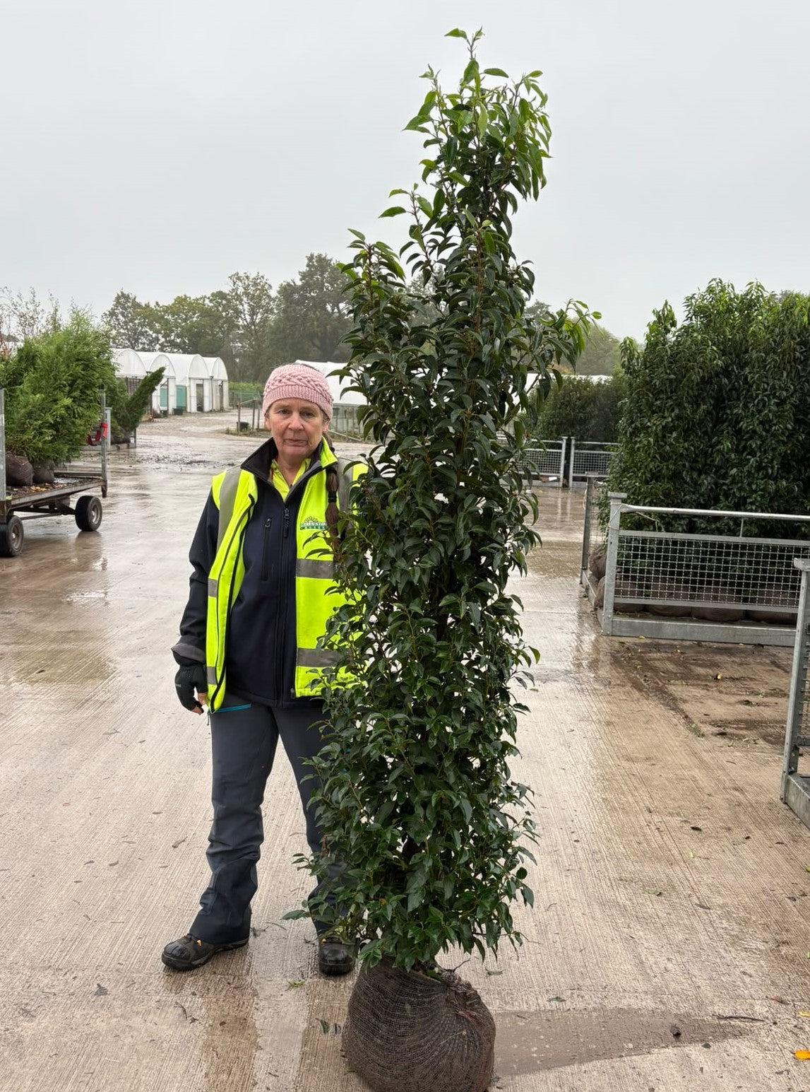 Big Deal Portuguese Laurel 180-200cm Root Ball x 20