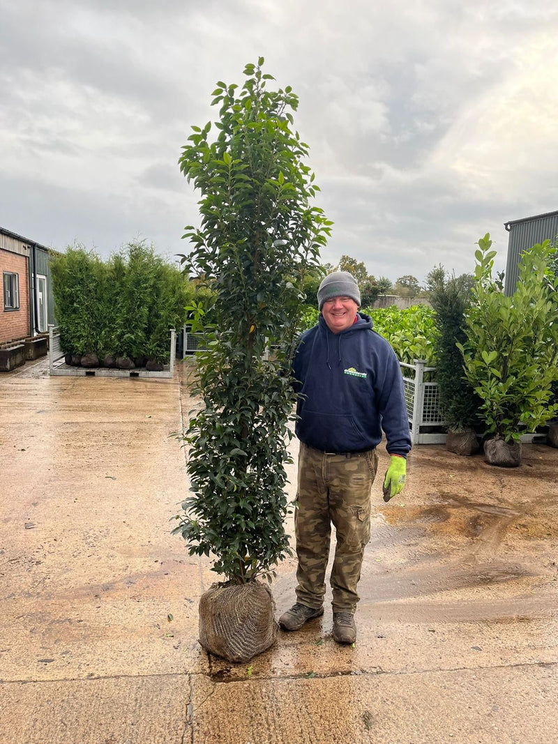 Portuguese Laurel 200-220cm Root Ball Delivery from October