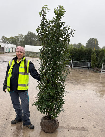 Big Deal Portuguese Laurel 200-220cm Root Ball x 20