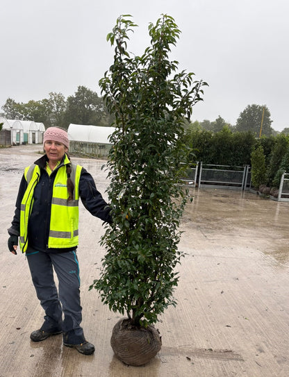 Big Deal Portuguese Laurel 200-220cm Root Ball x 20