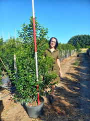 Portuguese Laurel 25 Litre 130/150cm