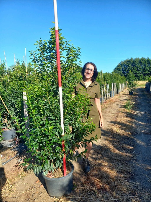 Portuguese Laurel 25 Litre 130/150cm
