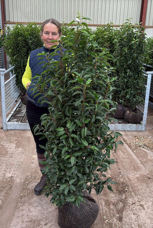 Portuguese Laurel Hedging 140/160cm Root Ball Delivery from October