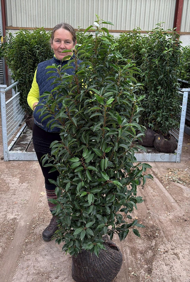 Portuguese Laurel Hedging 140/160cm Root Ball Delivery from October