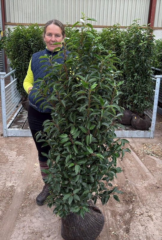 Portuguese Laurel Hedging 150/175cm Root Ball