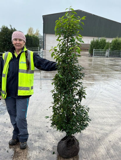 Big Deal Portuguese Laurel Hedging 140-160cm Root Ball x 20