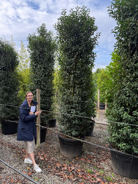 Portuguese Laurel Instant Hedging 275/300cm 110 Litre Pot