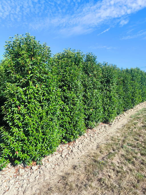 Portuguese Laurel Super Sized 2.5-2.75 Metre Root Ball Delivery From October