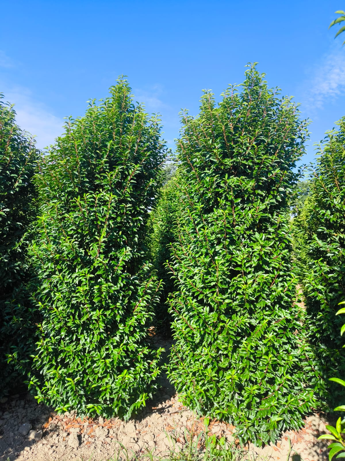 Portuguese Laurel Super Sized 2.75-3 Metre Root Ball Delivery From Oct ...