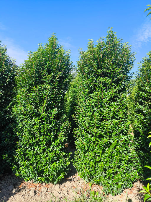 Portuguese Laurel Super Sized 2.75-3 Metre Root Ball Delivery From October