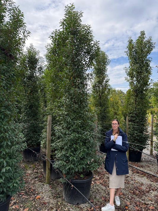 Portuguese Laurel Super Sized 3/3.5m 200 Litre Pot