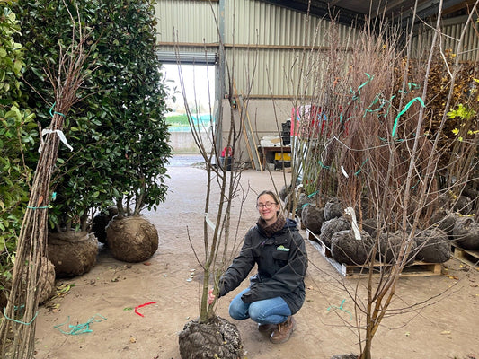 Prunus Avium Multi Stem 125/150cm 55 Litre Pot