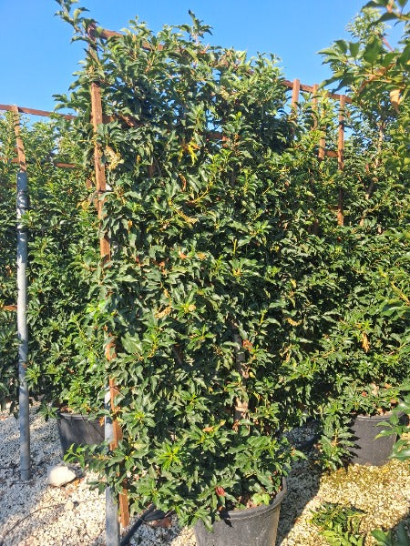Prunus Lusitanica Brenelia Pleached Wall Frame 200 x 130cm