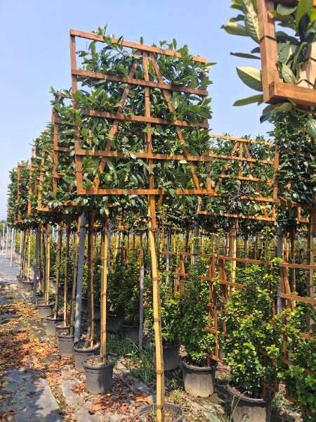 Prunus Novita Pleached 10/12cm G 180cm St, 120cm Tall x 120cm Wide