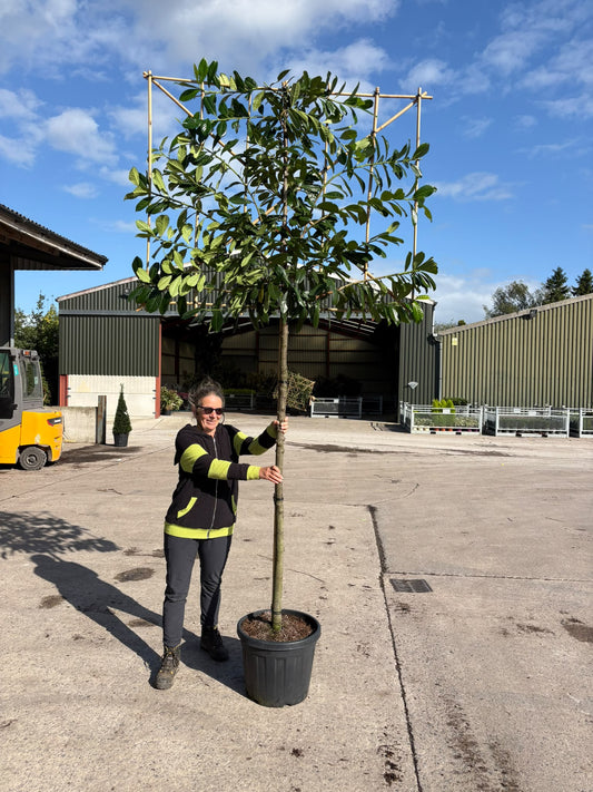 Prunus Novita Pleached 10/12cm G 180cm St, 120cm Tall x 150cm Wide