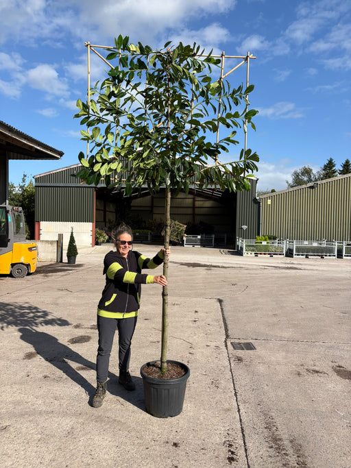 Prunus Novita Pleached 10/12cm G 180cm St, 120cm Tall x 150cm Wide