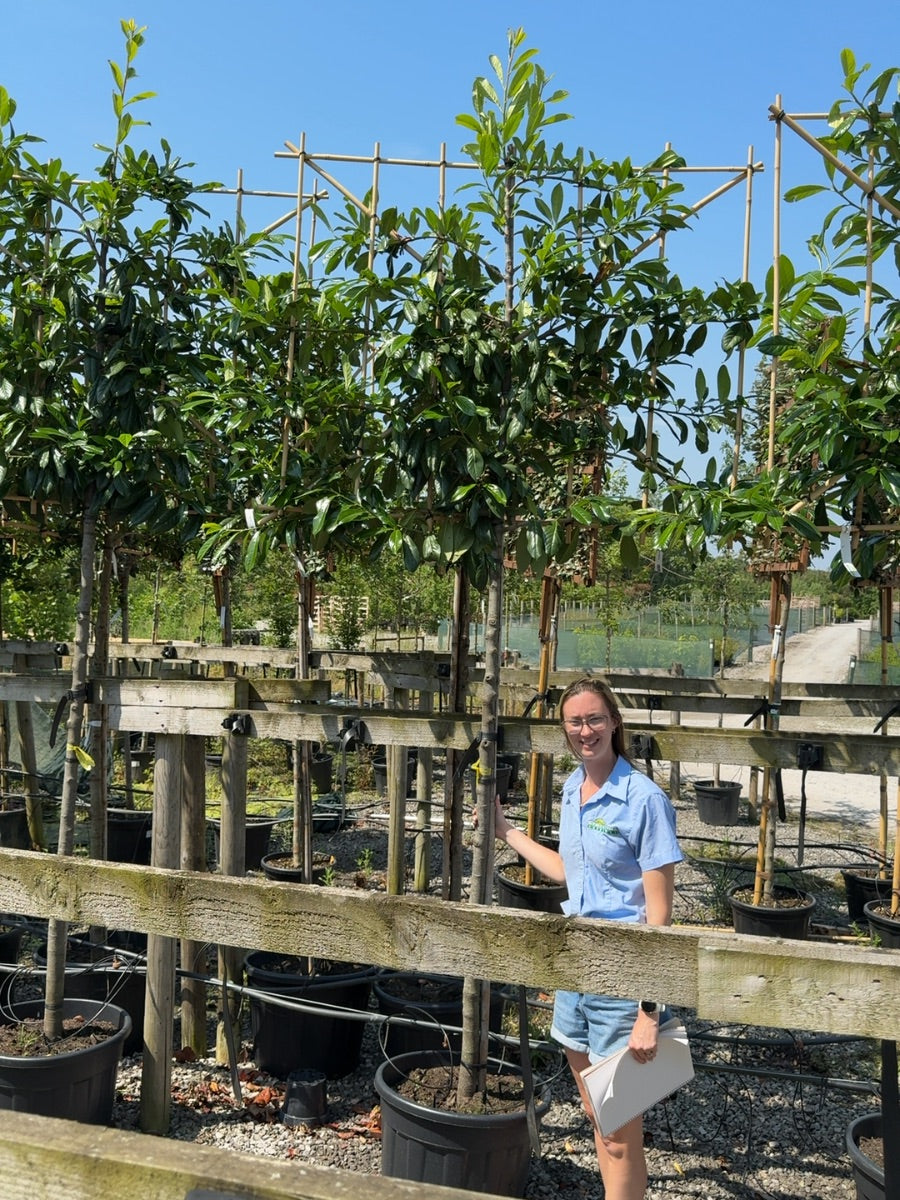 Prunus Novita Pleached 8-10cm G 180cm St, 120cm Tall x 120cm Wide