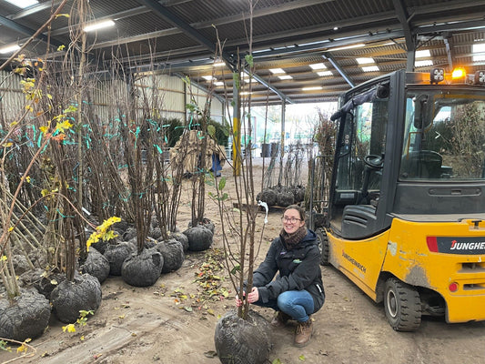 Prunus Padus Multi Stem 150/175cm Rootballed