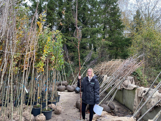 Prunus Serrula Standard 8-10cm Girth