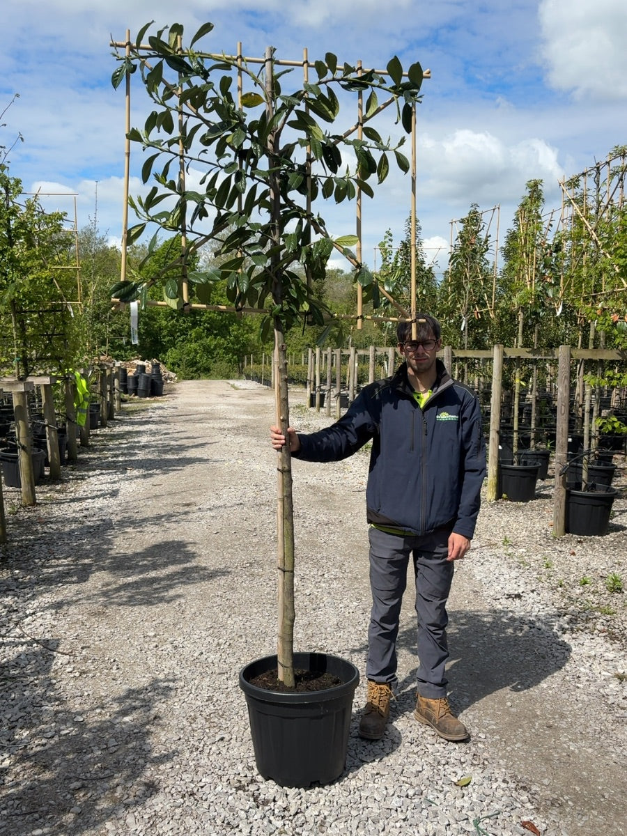 Prunus laurel Novita Pleached 8-10cm G 150cm Stem, 120cm H x 120cm W Frame Root Ball Delivery November