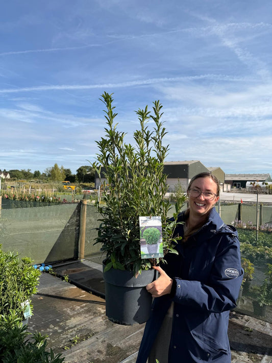Prunus laurocerasus Sofia - Dwarf Cherry Laurel 4.5 Litre Pot