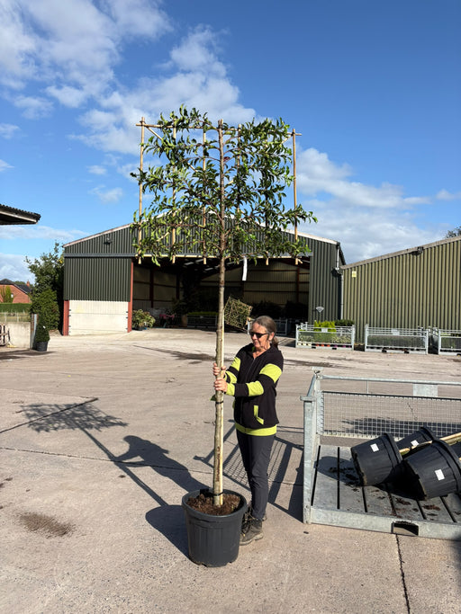 Prunus lusitanica Brenelia Pleached 45 Litre Pot 180 Stem Frame 120x100cm