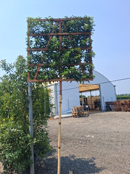 Prunus lusitanica Brenelia Pleached Standard 180 Stem Frame 120x120cm