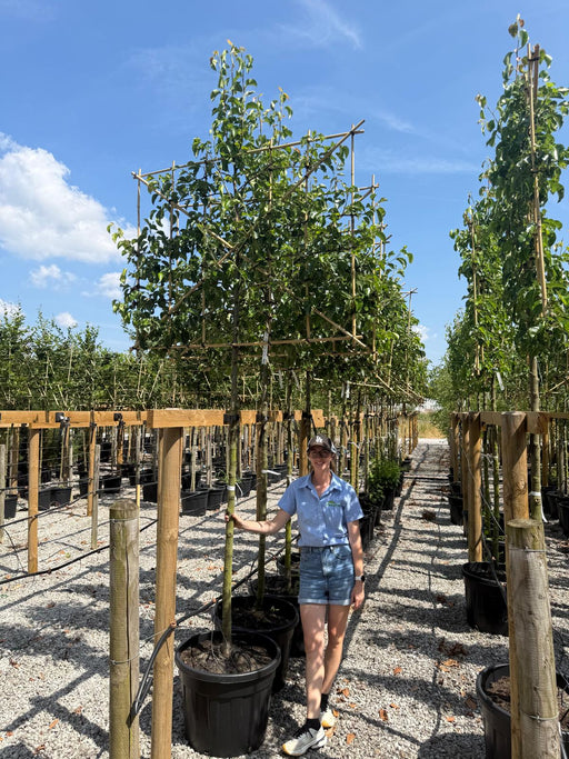 Pyrus Chanticleer Pleached 12/14cm Girth 180 Stem 150cm Wide x 120cm Tall