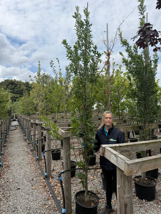 Quercus Green Pillar Standard 6-8cm Girth