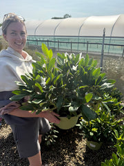 Rhododendron Hybrid Cunninghams White 10 Litre Pot