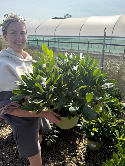 Rhododendron Hybrid Cunninghams White 10 Litre Pot
