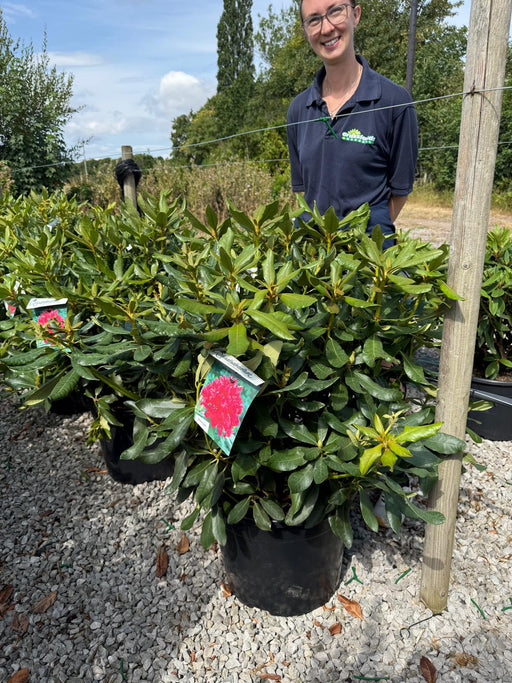 Rhododendron Hybrid Nova Zembla 40 Litre Pot 80-90cm Wide