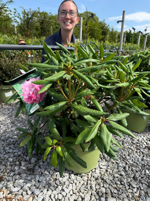 Rhododendron Hybrid 'Roseum Elegans' 10 Litre Pot