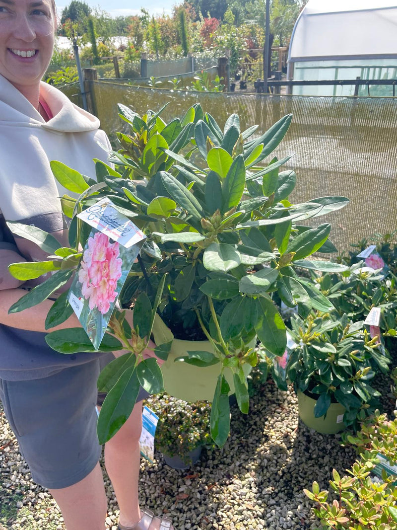 Rhododendron Yak. Percy Wiseman 10 Litre Pot