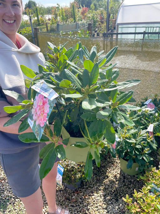 Rhododendron Yak. Percy Wiseman 10 Litre Pot
