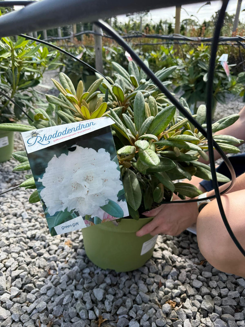 Rhododendron Yak. Porzellan 10 Litre Pot